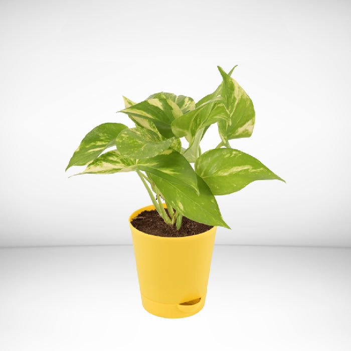 Money plant Green in 5inch Self Watering pot