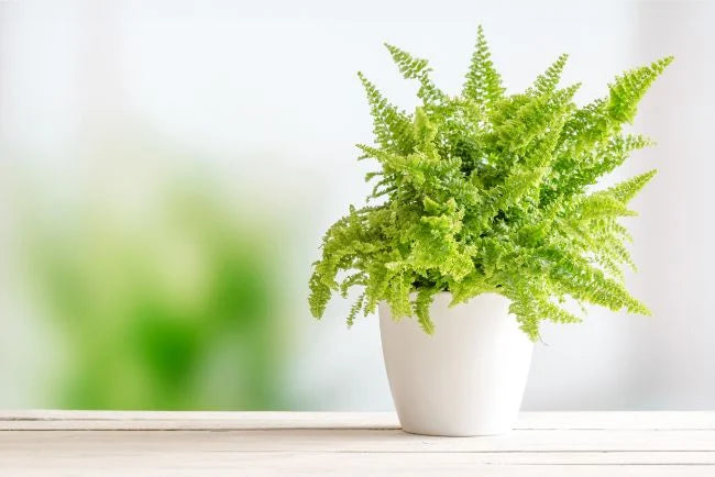 Bostern Fern