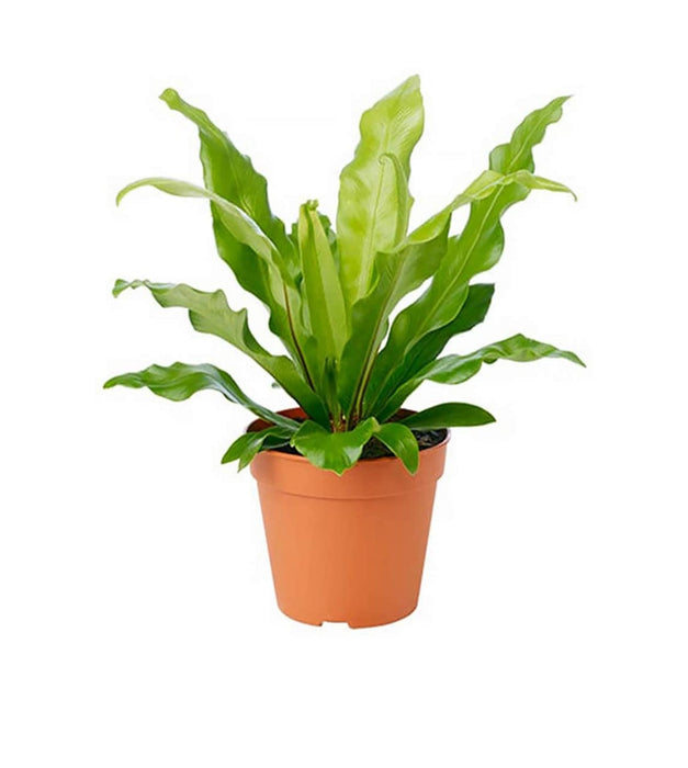 Bird Nest Fern Plant