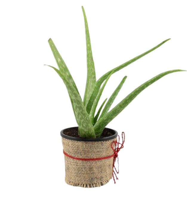 Aloevera Plant With Gift Wrap