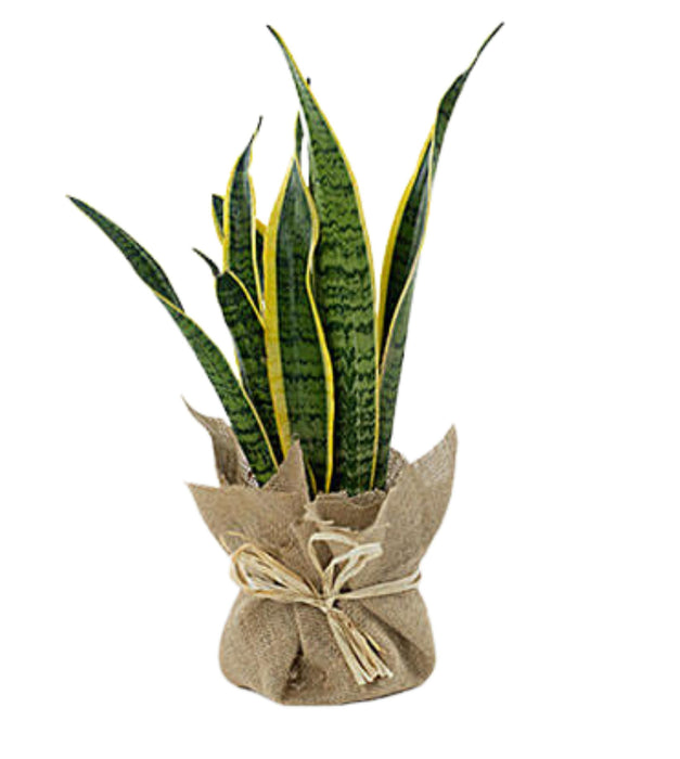 Snake plant