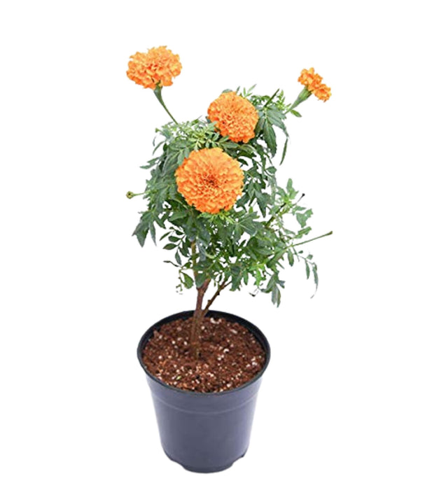 African Marigold (Orange)
