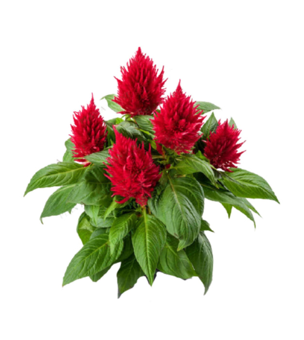 Celosia (any color) Plant