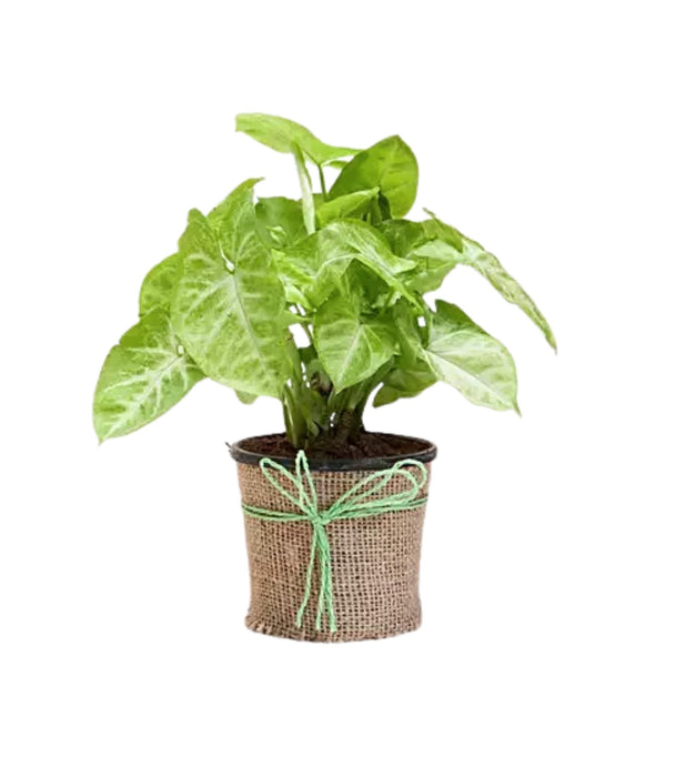 Syngonium plant jute wrapped