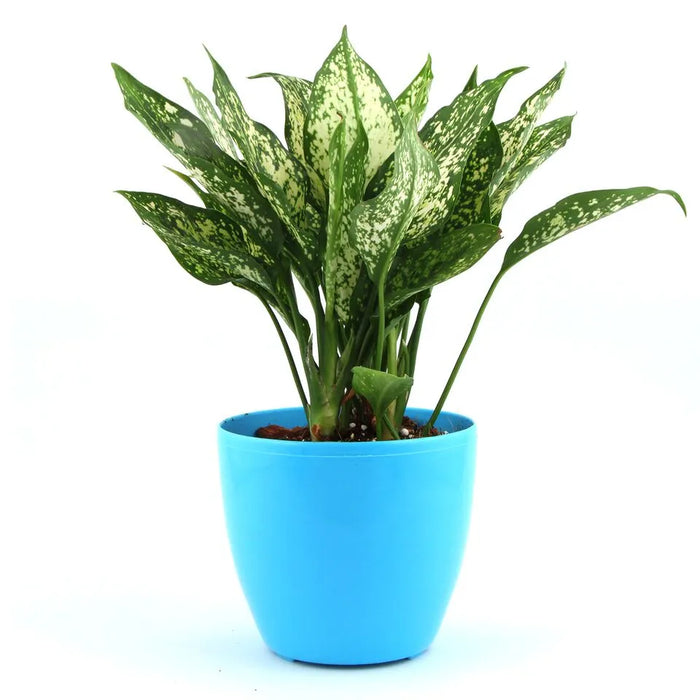 Aglaonema Snow White in Plastic pot