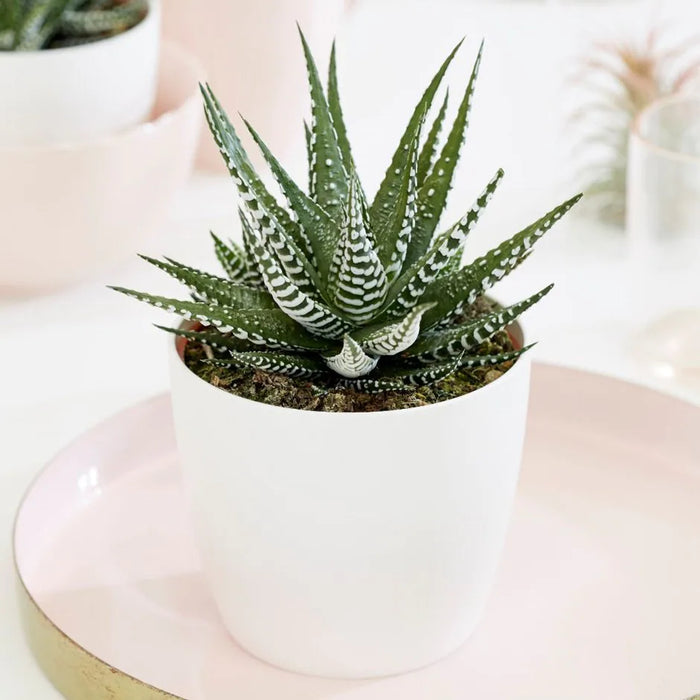 Haworthia Zebra Wart - Succulent Plant 4Inch Rounda