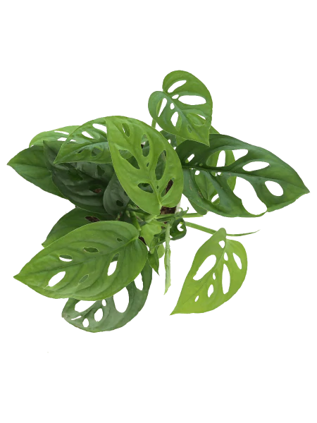 Broken Heart Plant 5 inch Self Watering Pot