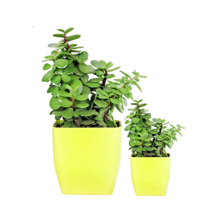 Mother Baby Combo ( Jade )