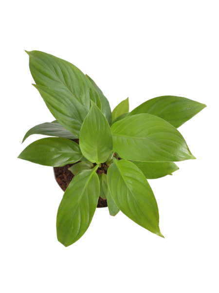 PeaceLily plant in 5inch Self Watering pot