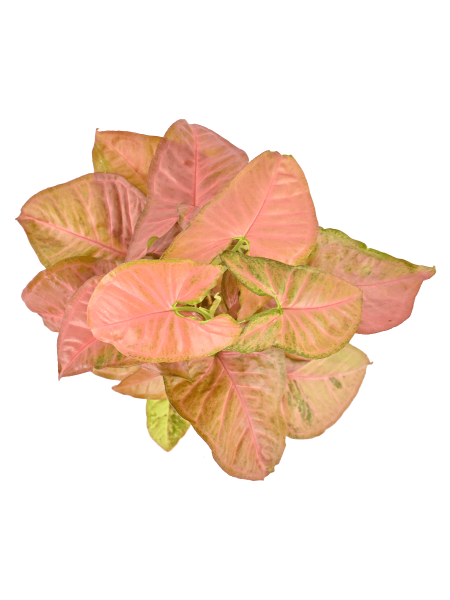 Syngonium Pink in 5inch Self Watering pot