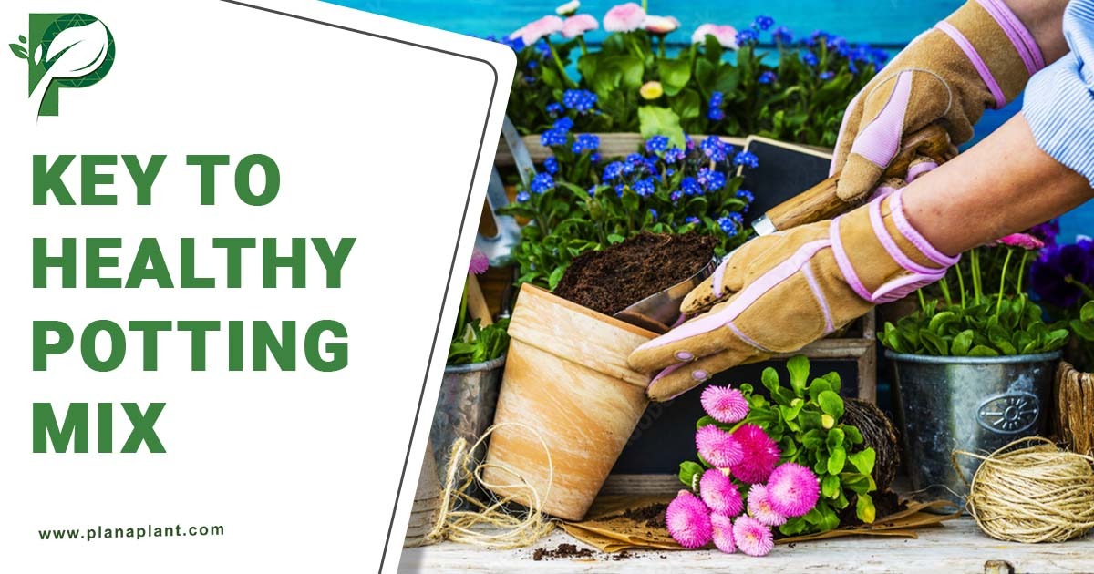 Key to Healthy Potting Mix