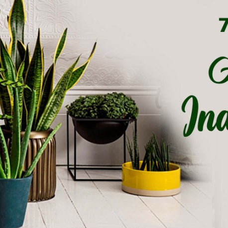 7 best plants for an effortless indoor garden!