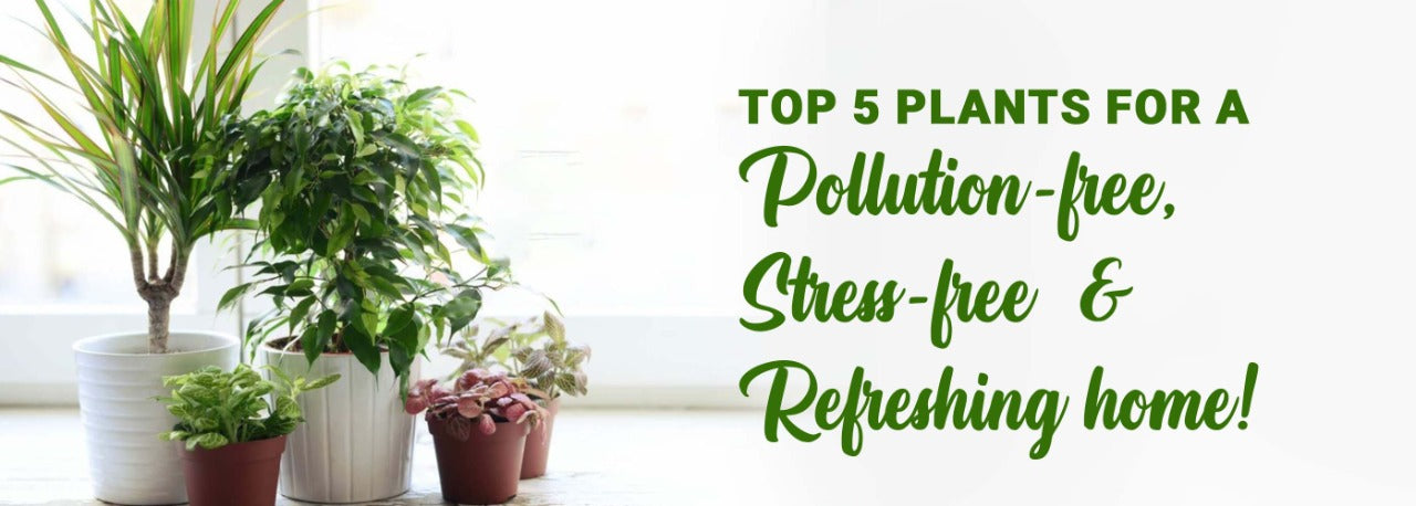 Top 5 plants for a pollution-free, stress-free &amp; refreshing home!