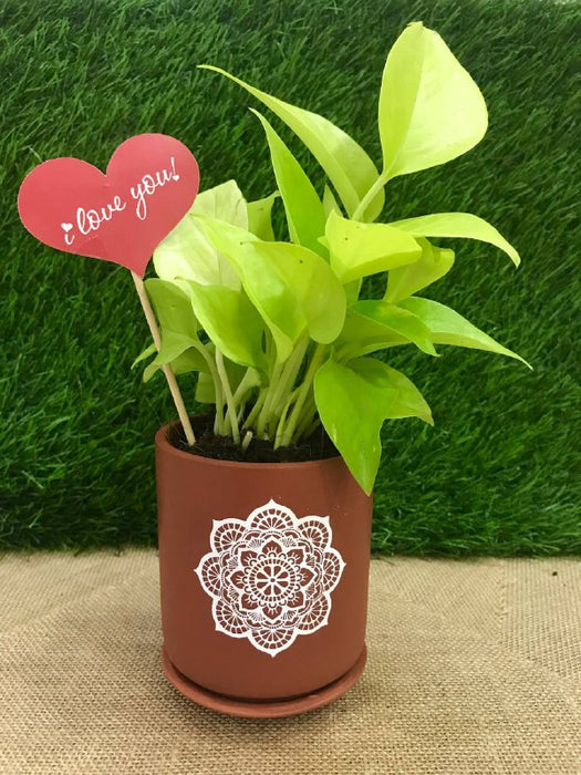 Valentine terracotta pot with money plant
