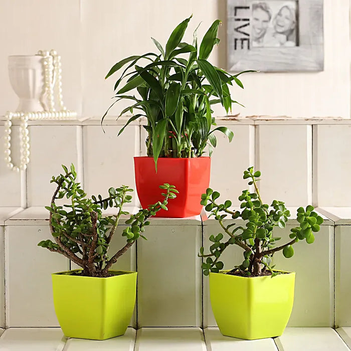 2 Layer Bamboo & Jade Plant Set