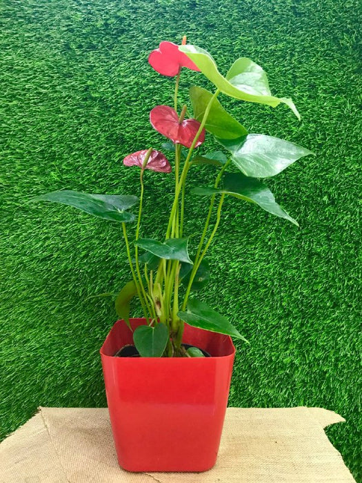 Anthurium Red