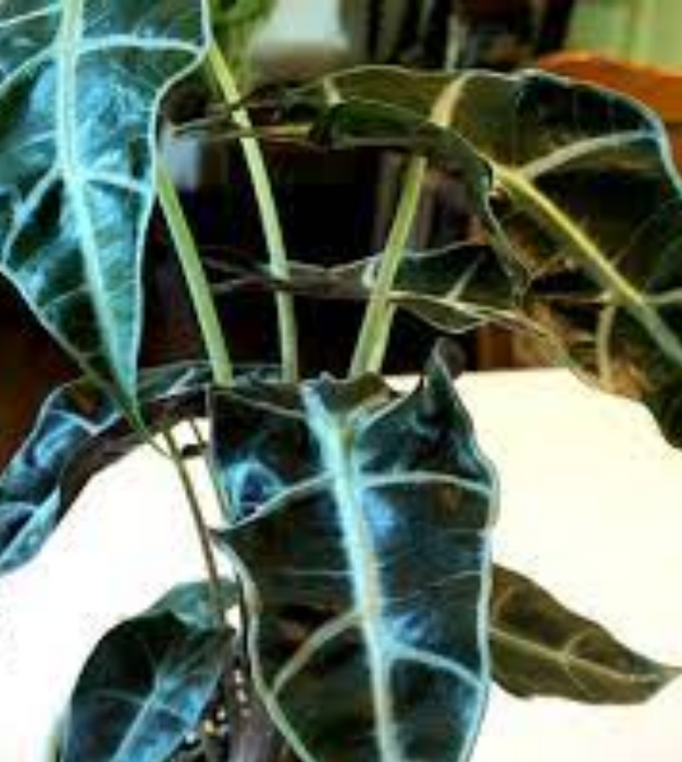 Alocasia Hybrid - Plant