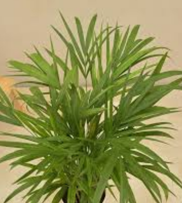 areca palm as per vastu Areca Palm
