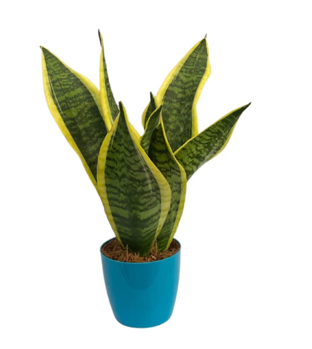 Snake Plant with Pot