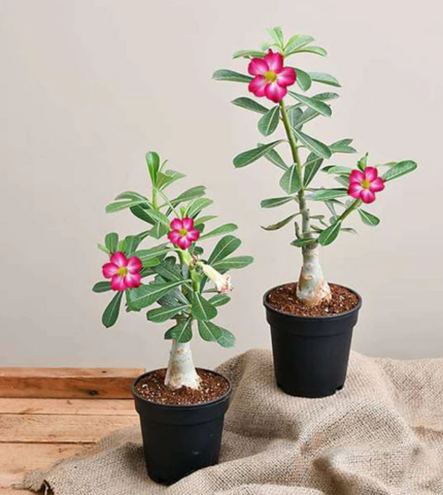Set of 2 Bonsai Grafted Adeniums
