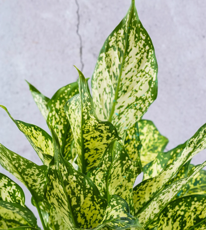 aglaonema costatum foxii Aglaonema costatum, Chinese Evergreen (Green)