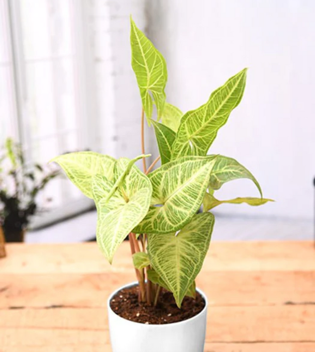 Syngonium variegated - Plant