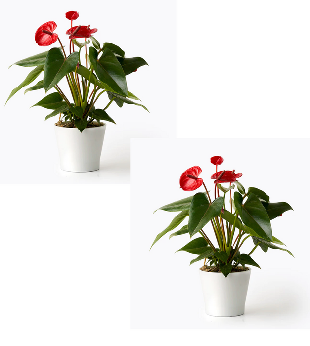 Pack of Anthuriums - set of 2