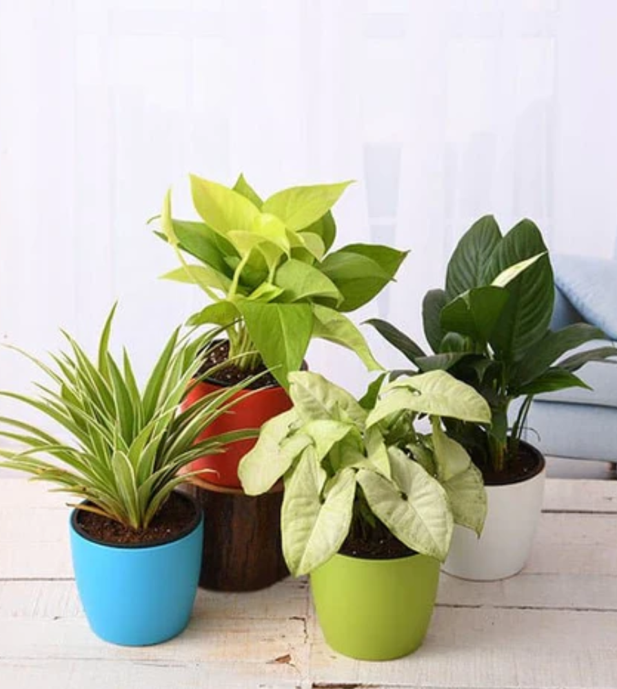 stress relieving indoor plants Best 4 Stress Booster plants — Plan A Plant