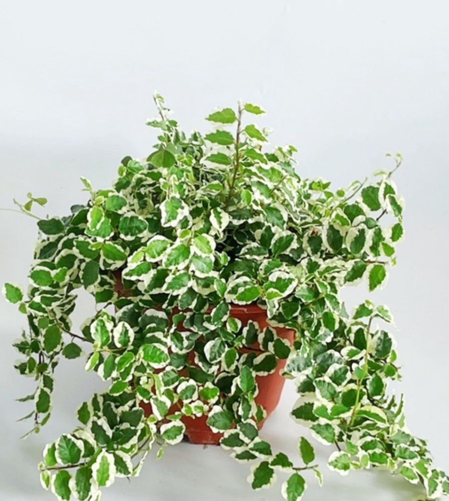 creeping fig hanging plant Variegated Creeping fig, Ficus pumila