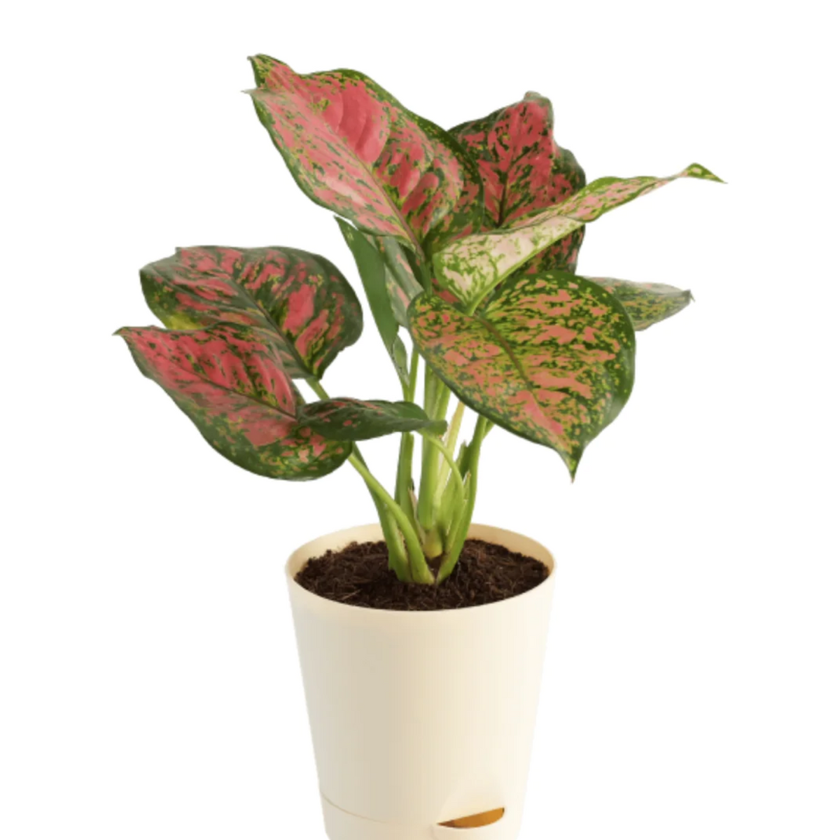 red widuri aglaonema Aglaonema widuri, Aglaonema Pink Peacock