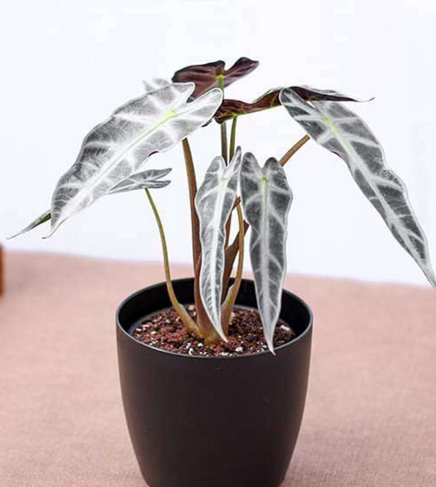 Alocasia Hybrid - Plant