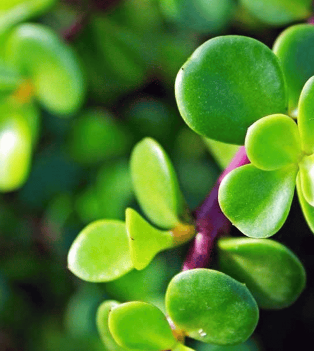 Jade plant with colorful pot
