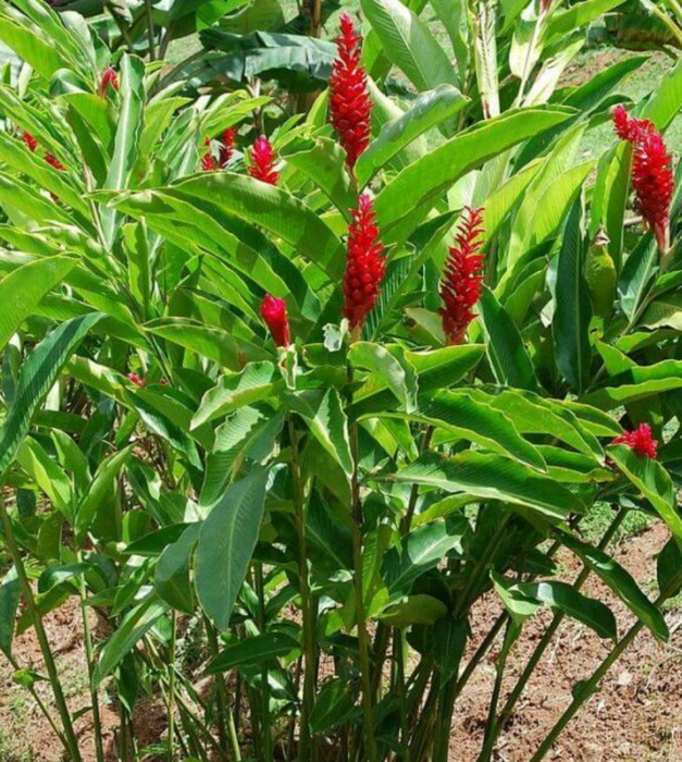 Red Ginger, Alpinia Purpurata - Plant