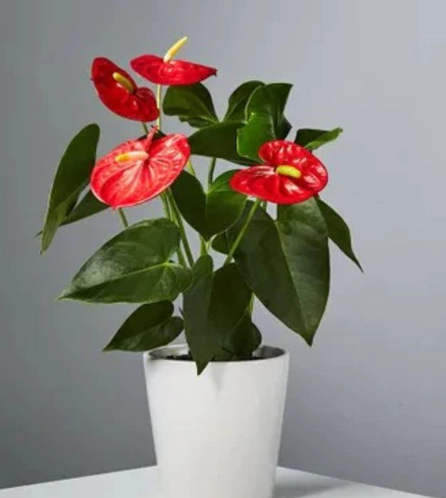 Anthurium (Red) - Plant