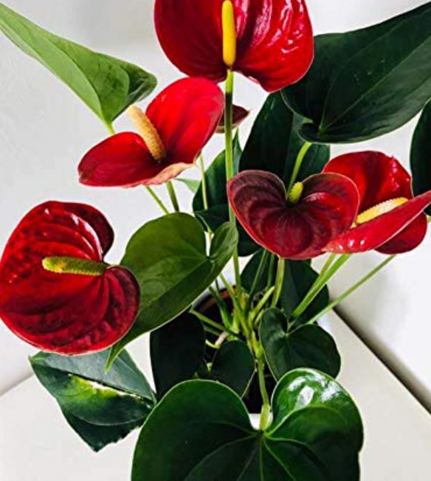 Anthurium (Red) - Plant