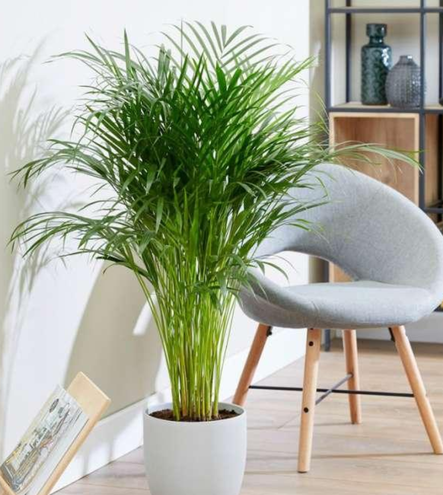 areca palm giftig Areca Palm