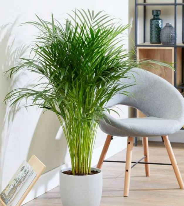 areca palm in bedroom Areca Palm