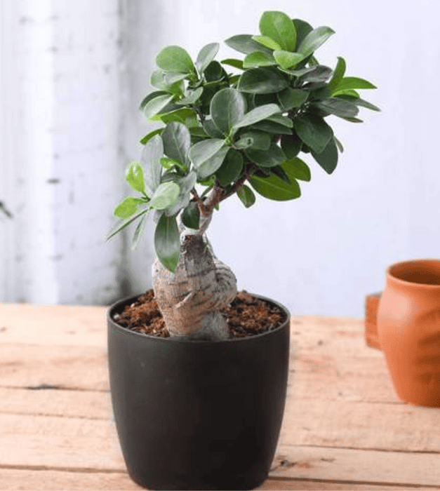 Ficus Panda Bonsai - Plant