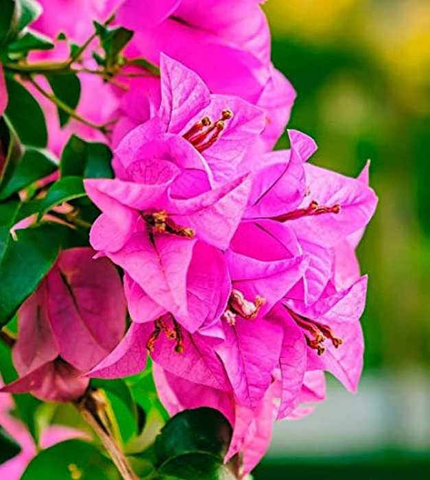 Bougainvillea Dwarf (Pink) - Plant