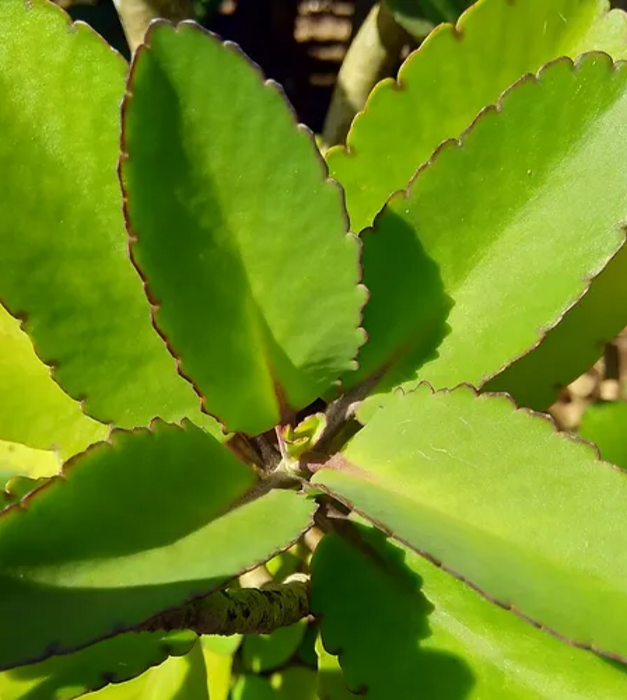 Bryophyllum, Panfuti - Plant