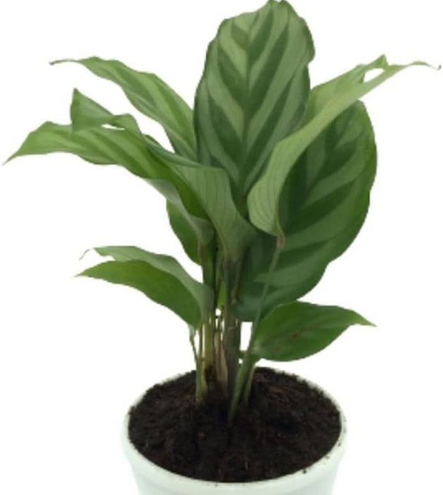 Calathea concinna - Plant