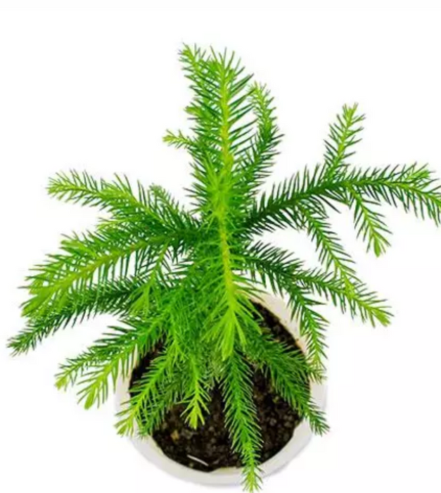 Christmas Tree - Plant