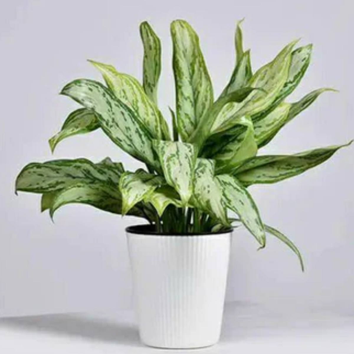 aglaonema silver queen benefits Aglaonema Commutatum Silver Queen
