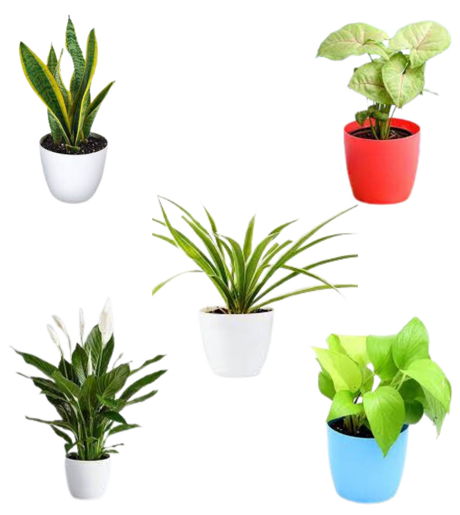 nasa top 50 air purifying plants NASA top 5 Air Purifier plants — Plan A Plant