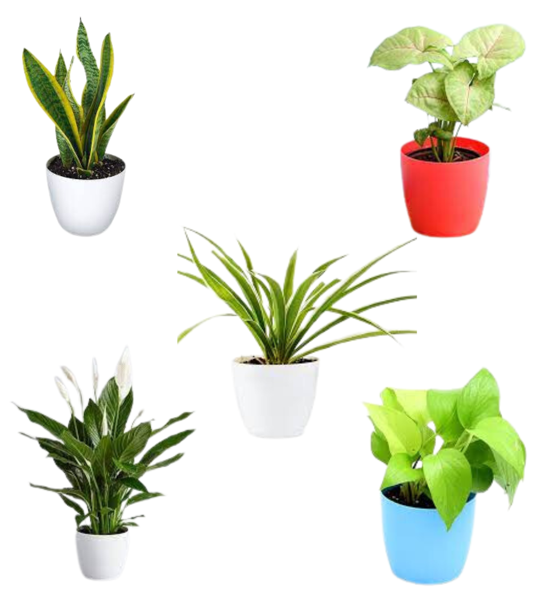NASA top 5 Air Purifier plants — Plan A Plant