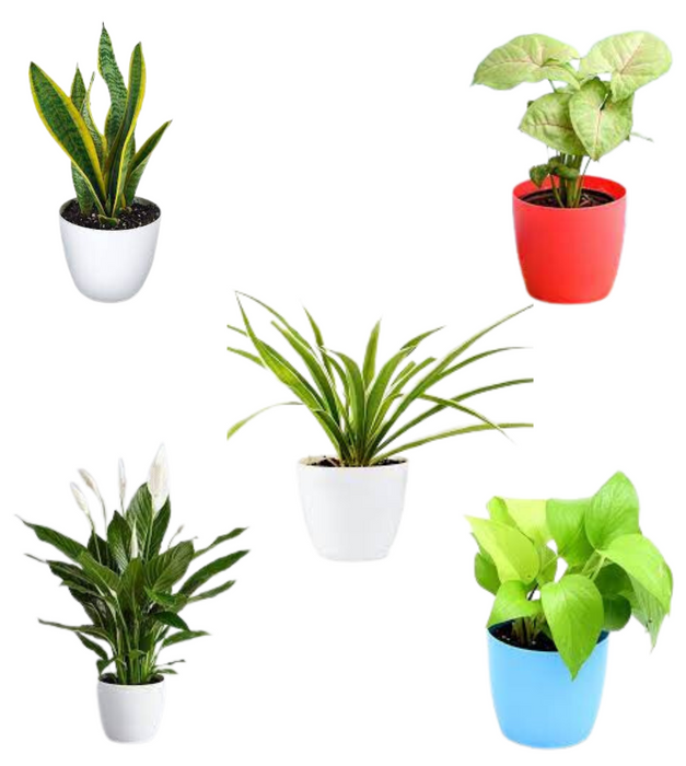 NASA top 5 Air Purifier plants