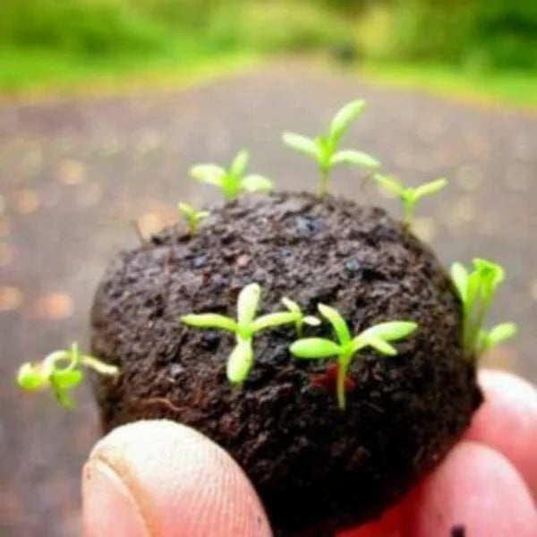 Plantable Seed Balls (Set of 2)