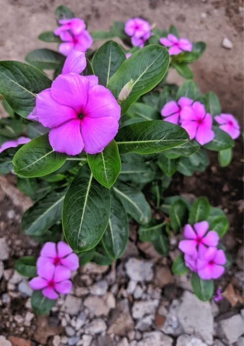 Vinca, Catharanthus roseus (Any Color) - Plant