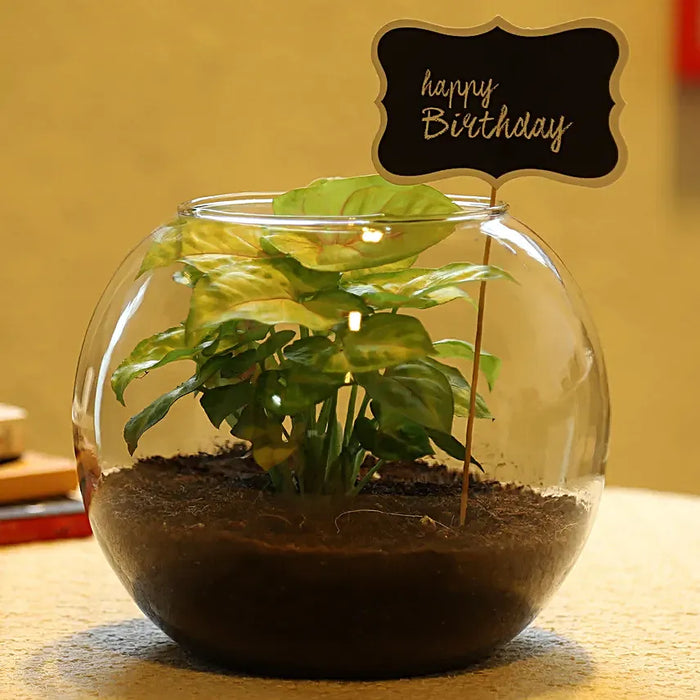 Birthday Special Syngonium Plant