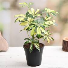 Schefflera